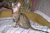 Feral Cat - Bengal kitten (Felis silvestris catus)