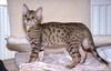 Feral Cat - Bengal kitten (Felis silvestris catus)