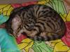 Feral Cat - Bengal (Felis silvestris catus)