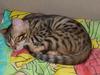 Feral Cat - Bengal (Felis silvestris catus)