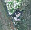 Black&White Feral Cat (Felis silvestris catus)