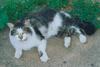 Black&White Feral Cat (Felis silvestris catus)