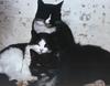 Black&White Feral Cats (Felis silvestris catus)
