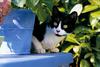 Black&White Feral Cat kitten (Felis silvestris catus)