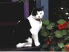 Black&White Feral Cat kitten (Felis silvestris catus)