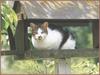 Black&White Feral Cat kitten (Felis silvestris catus)