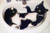 Black&White Feral Cat (Felis silvestris catus)