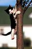 Black&White Feral Cat kitten (Felis silvestris catus)