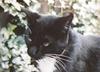 Black&White Feral Cat (Felis silvestris catus)