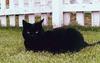 Black Feral Cat (Felis silvestris catus)