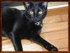 Black Feral Cat (Felis silvestris catus)