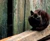 Black Feral Cat (Felis silvestris catus)