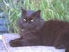 Black Feral Cat (Felis silvestris catus)