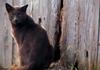 Blue Feral Cats (Felis silvestris catus)