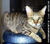 Feral Cat - Burmese (Felis silvestris catus)