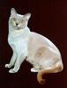Feral Cat - Burmese (Felis silvestris catus)