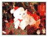 Christmas Feral Cat (Felis silvestris catus)
