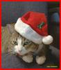 Christmas Feral Cat (Felis silvestris catus)