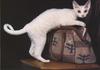 Feral Cat - Devon Rex (Felis silvestris catus)