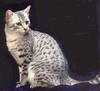 Feral Cat - Egyptian Mau (Felis silvestris catus)