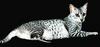 Feral Cat - Egyptian Mau (Felis silvestris catus)