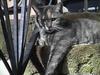Grey Feral Cat (Felis silvestris catus)