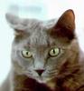 Grey Feral Cat (Felis silvestris catus)
