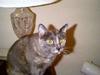 Grey Feral Cat (Felis silvestris catus)