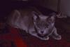 Grey Feral Cat (Felis silvestris catus)