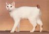 Feral Cat - Japanese Bobtail (Felis silvestris catus)