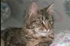 Feral Cat - Maine Coon (Felis silvestris catus)