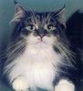 Feral Cat - Norwegian Forest Cat (Felis silvestris catus)