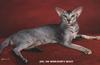 Feral Cat - Oriental Shorthair (Felis silvestris catus)