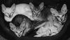 Feral Cats - Oriental Shorthair (Felis silvestris catus)