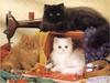 Feral Cats - Persian (Felis silvestris catus)