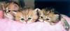 Feral Cat - Persian kittens (Felis silvestris catus)