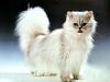 Feral Cat - Persian (Felis silvestris catus)