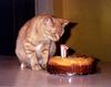 Feral Cat (Felis silvestris catus)