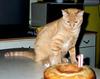 Feral Cat (Felis silvestris catus)