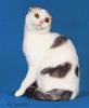 Feral Cat - Scottish Fold (Felis silvestris catus)