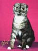 Feral Cat - Scottish Fold (Felis silvestris catus)