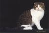 Feral Cat - Scottish Fold (Felis silvestris catus)