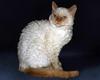 Feral Cat - Selkirk Rex (Felis silvestris catus)