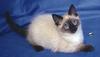 Feral Cat - Siamese (Felis silvestris catus)