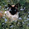 Feral Cat - Siamese (Felis silvestris catus)