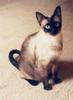 Feral Cat - Siamese (Felis silvestris catus)