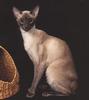 Feral Cat - Siamese (Felis silvestris catus)