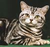 Feral Cat - Tabby (Felis silvestris catus)