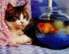 Ron Kimball's Joy of Cats 03 - Tabby Cat