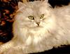Ron Kimball's Joy of Cats 04 - White Cat